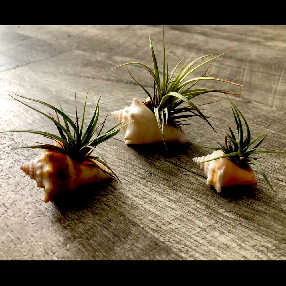 Set of 3 air plants with seashells